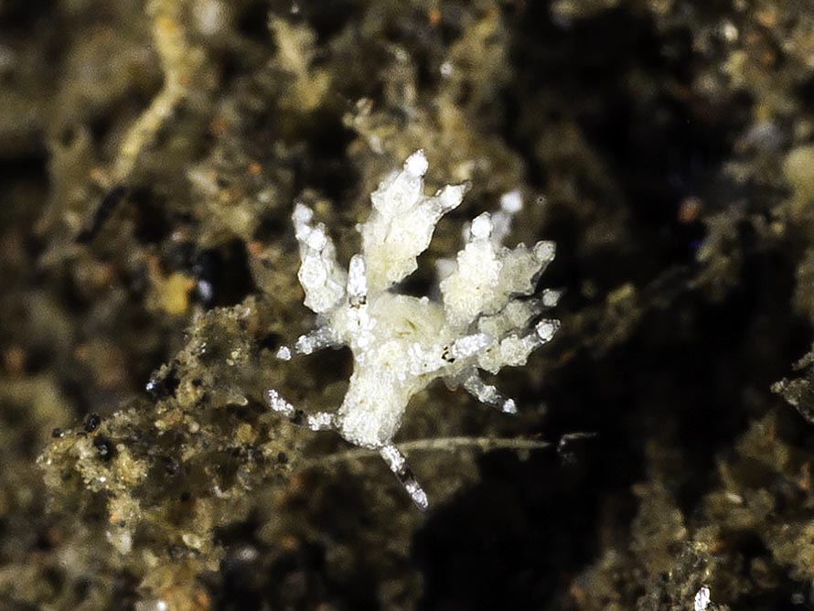 Eubranchus sp. Q