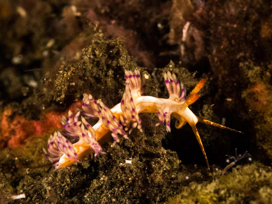 Facelinid sp. H