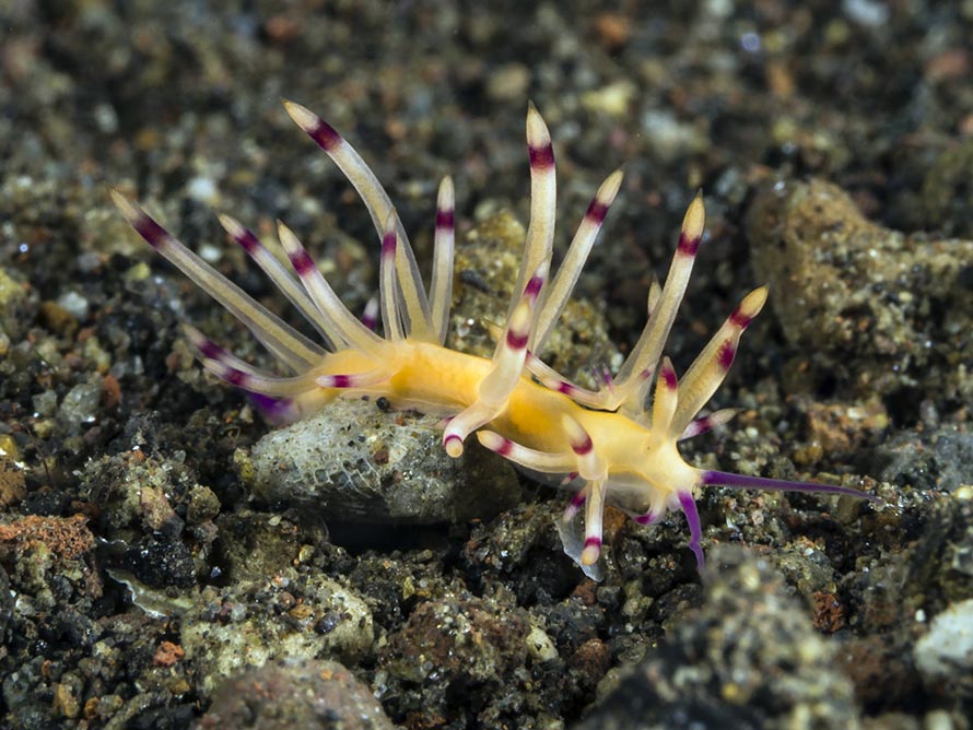 Flabellina sp. 3