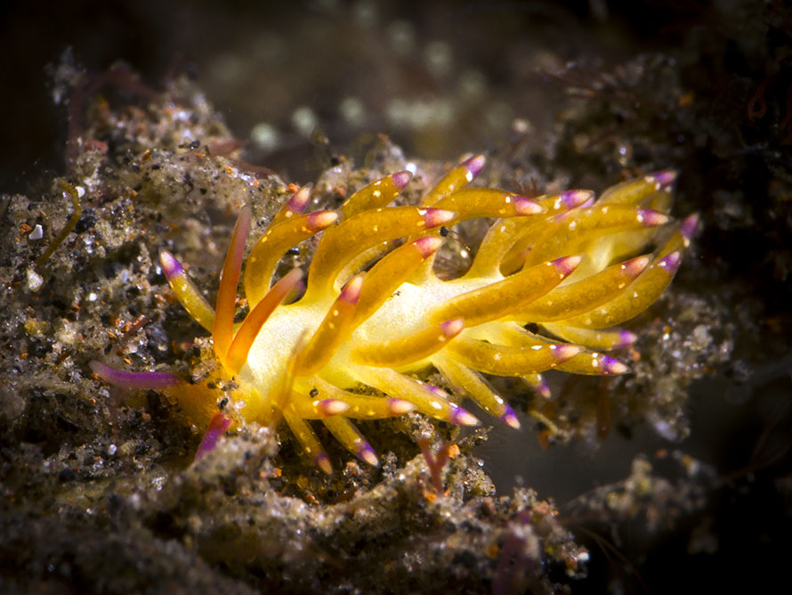 Flabellinid sp. D