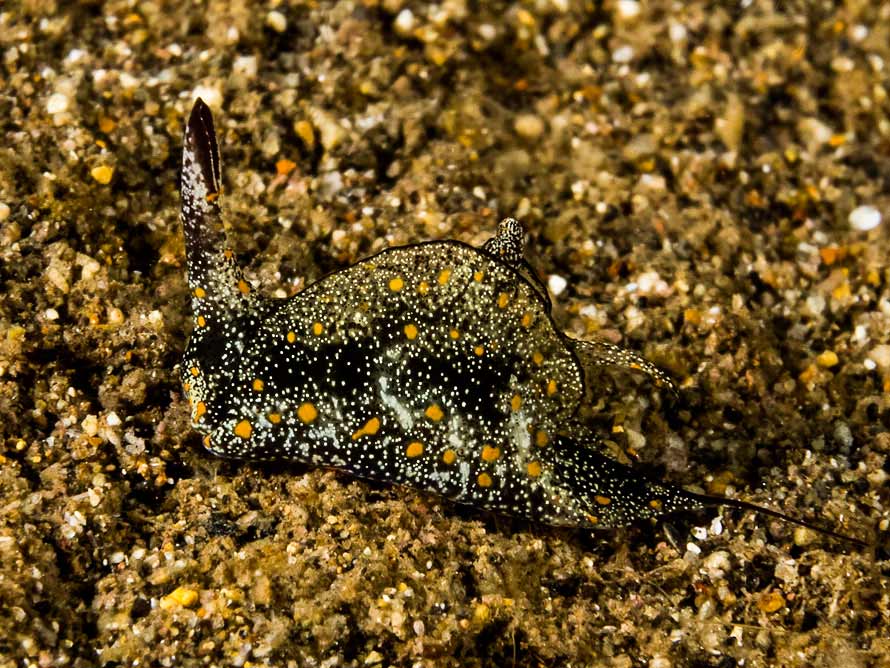 Gastropteron bicornutum