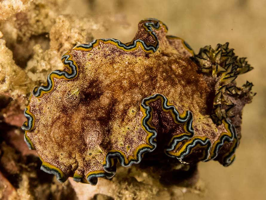 Glossodoris acosti