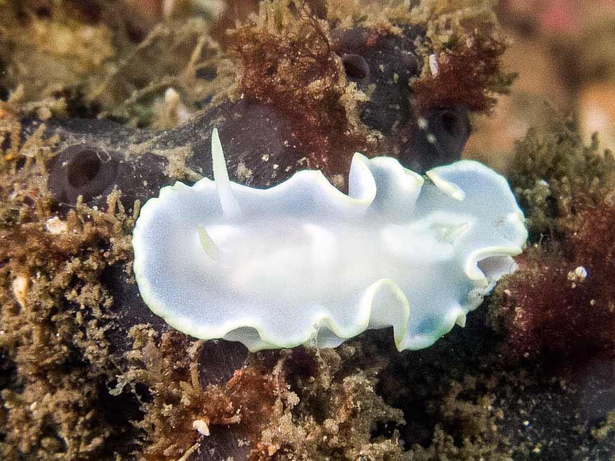 Glossodoris buko