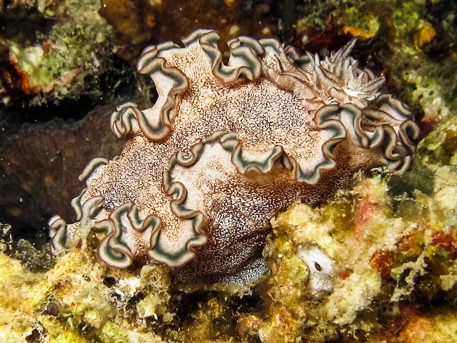 Glossodoris hikuerensis
