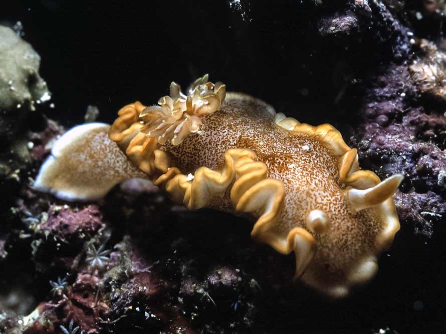 Glossodoris rufomarginata