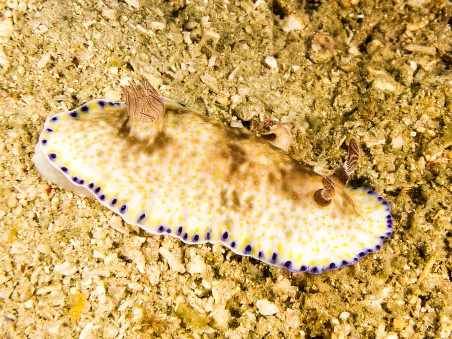 Goniobranchus aureopurpureus