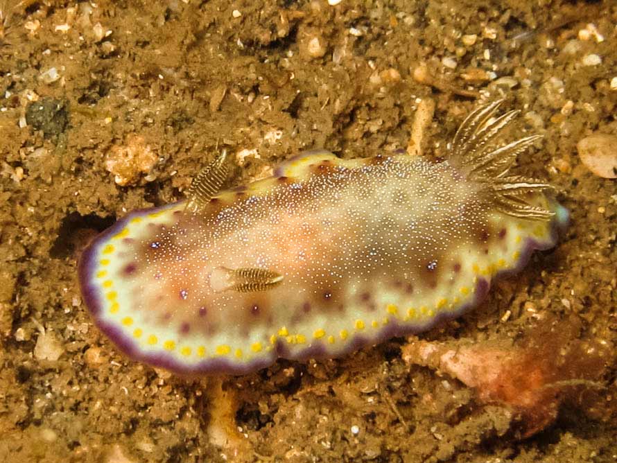 Goniobranchus collingwoodi