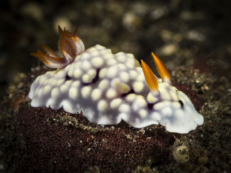 Goniobranchus conchyliatus