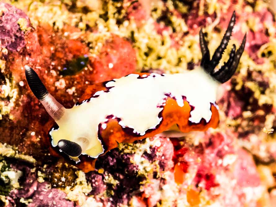 Goniobranchus fidelis