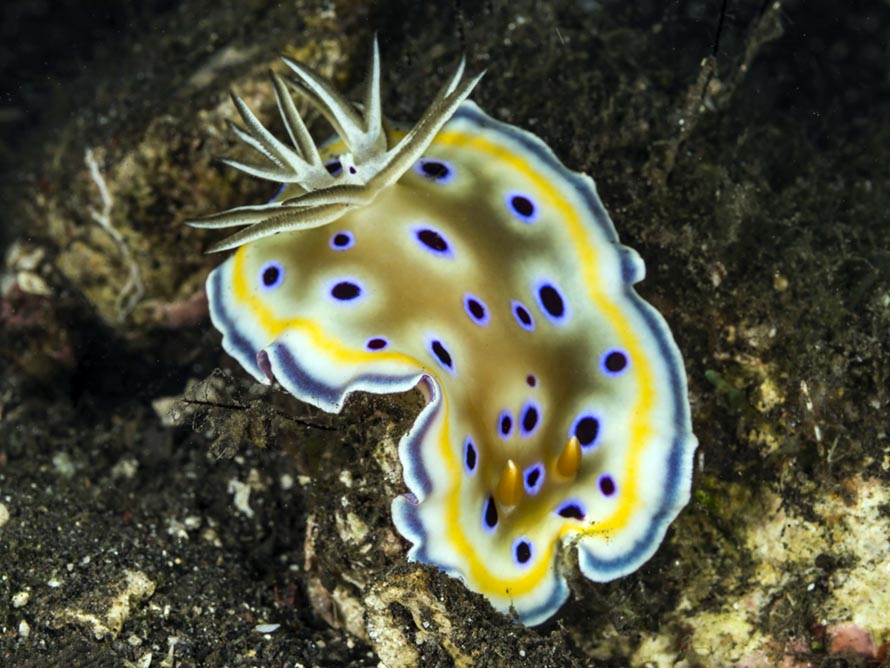 Goniobranchus geminus
