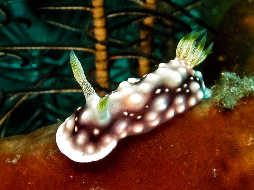 Goniobranchus geometricus