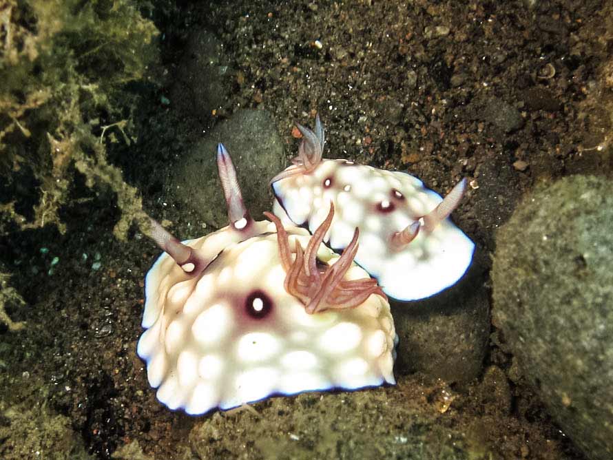 Goniobranchus hintuanensis