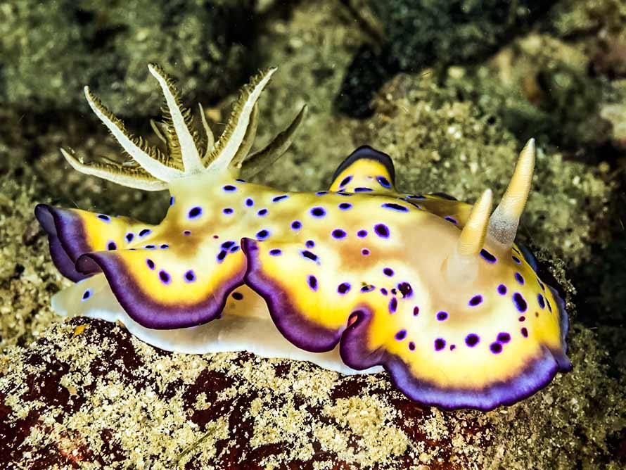 Goniobranchus kuniei