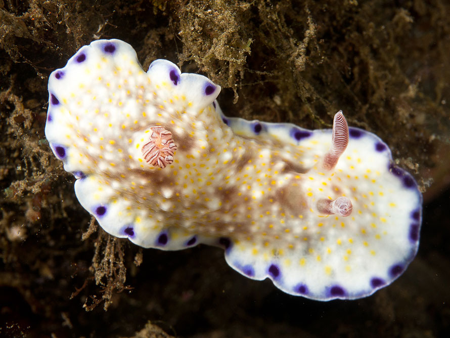 Goniobranchus rufomaculatus