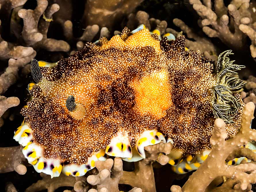 Goniobranchus sp. 25