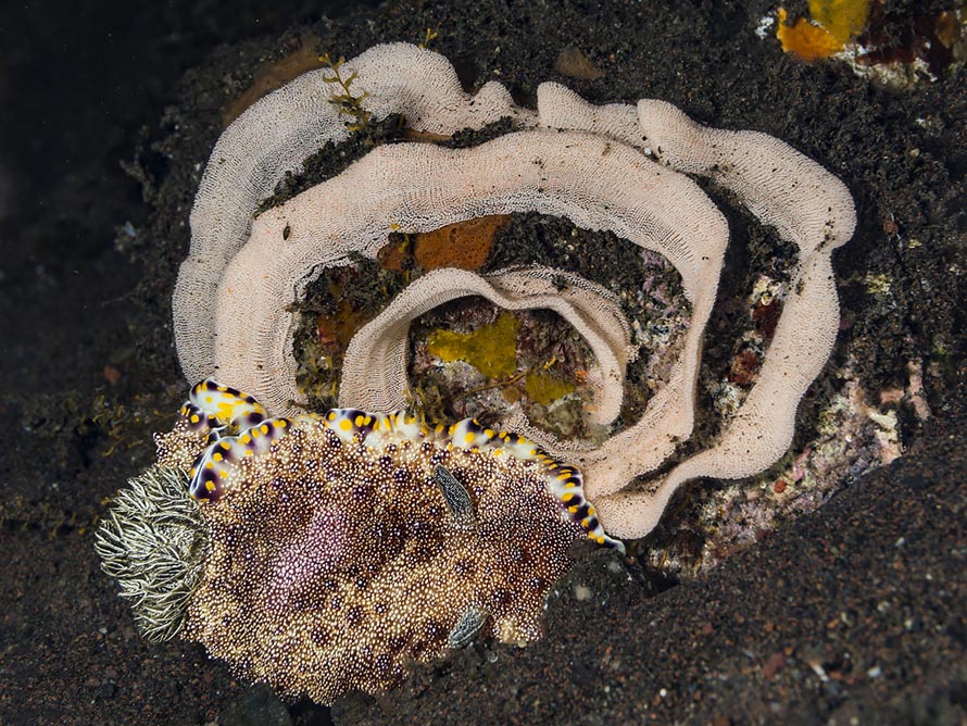 Goniobranchus sp. 25