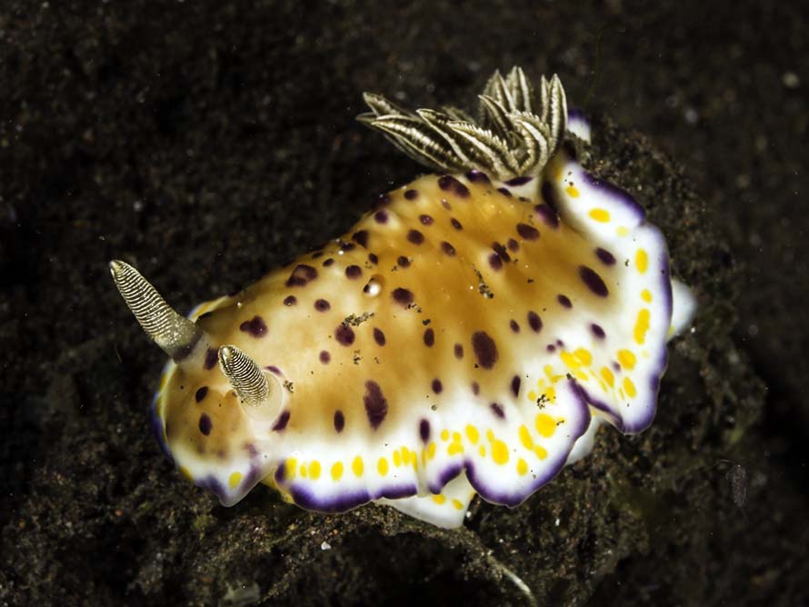 Goniobranchus sp. 35