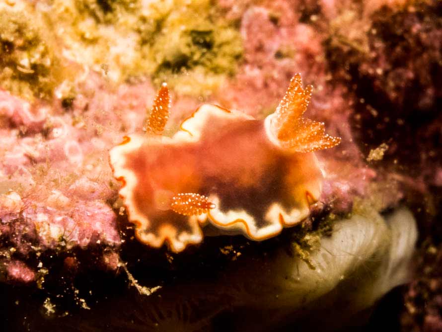 Goniobranchus sp. 42