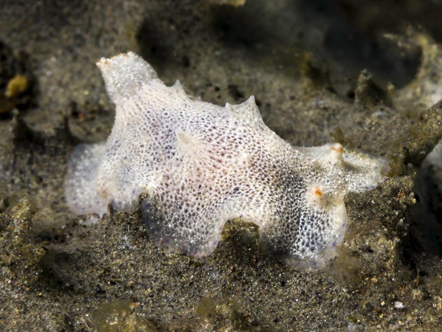 Goniobranchus sp. 46