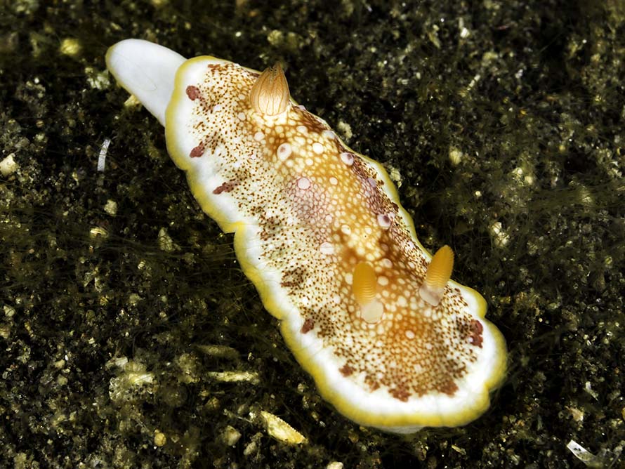 Goniobranchus sp. 1