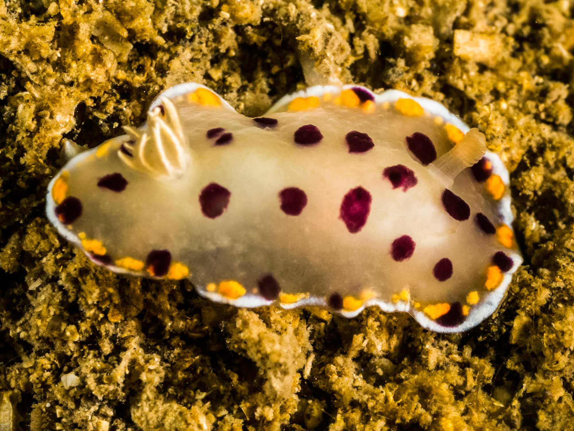 Goniobranchus tumuliferus