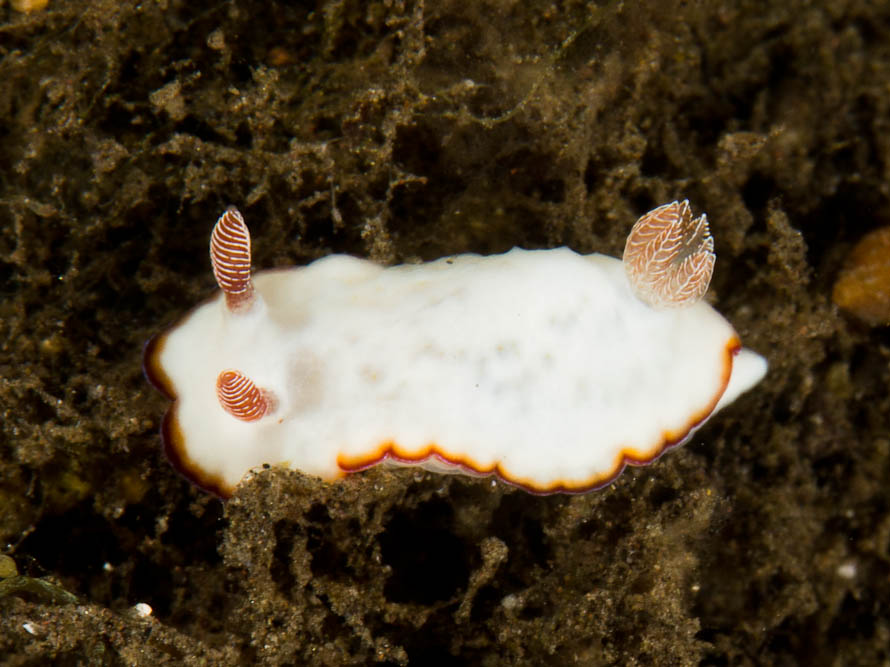 Goniobranchus verrieri