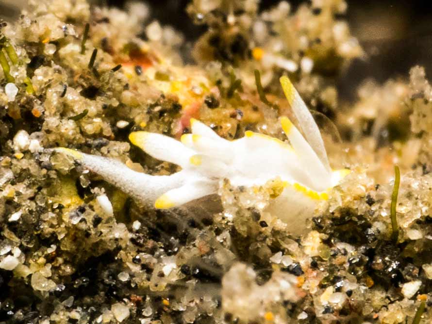 Goniodoridella savignyi