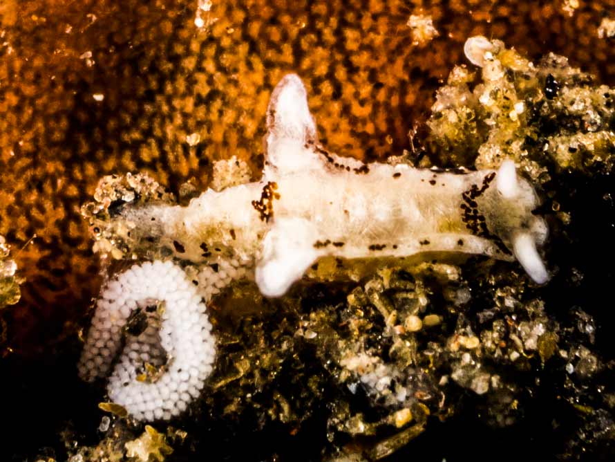 Murphydoris puncticulata