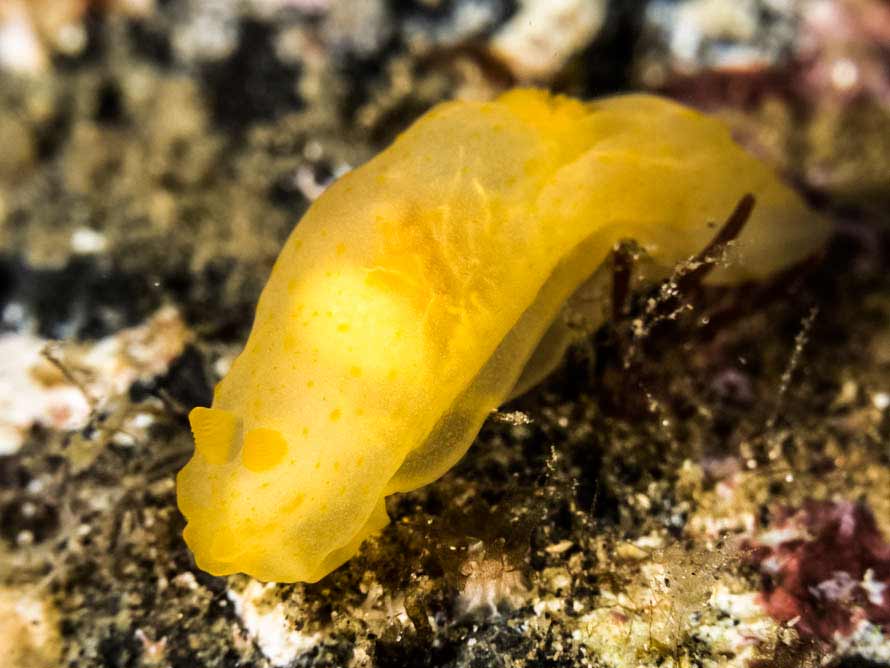 Gymnodoris cf citrina