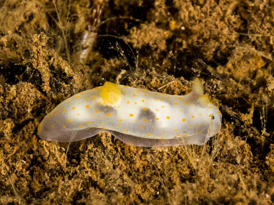 Gymnodoris  cf sp. 6
