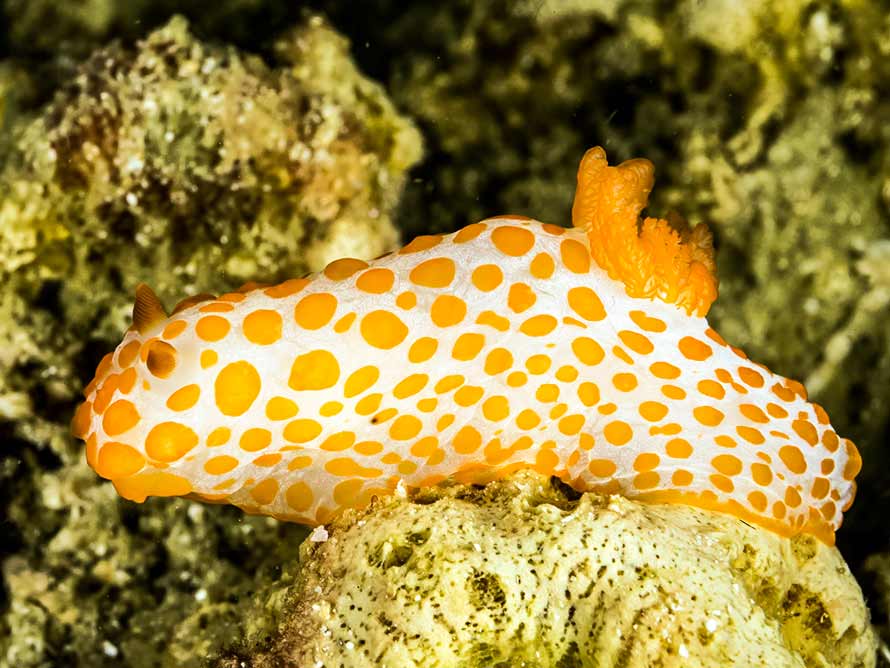 Gymnodoris impudica