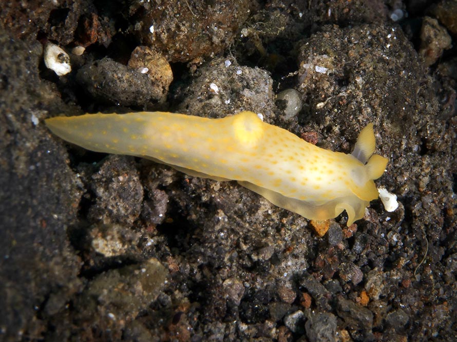 Gymnodoris inornata