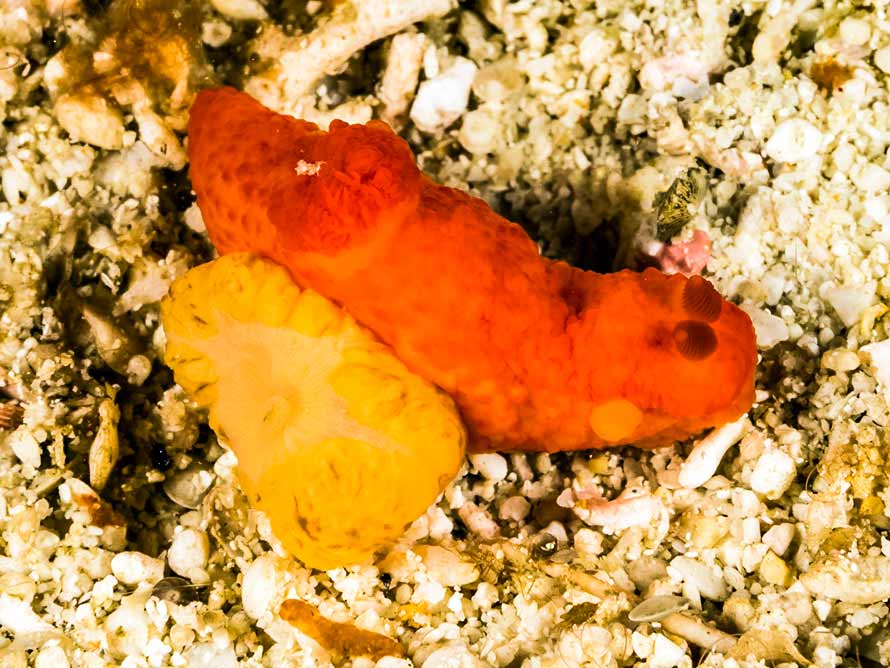 Gymnodoris sp. 1