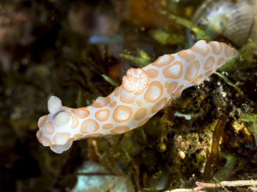 Gymnodoris sp. 19