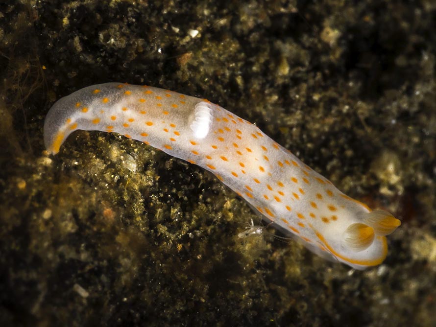 Gymnodoris sp. 47