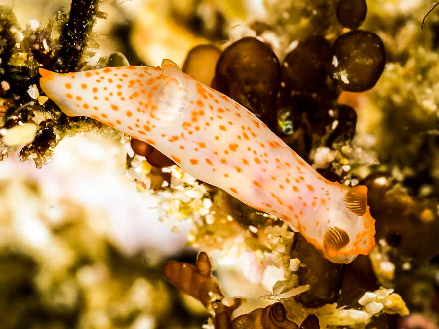 Gymnodoris sp. W