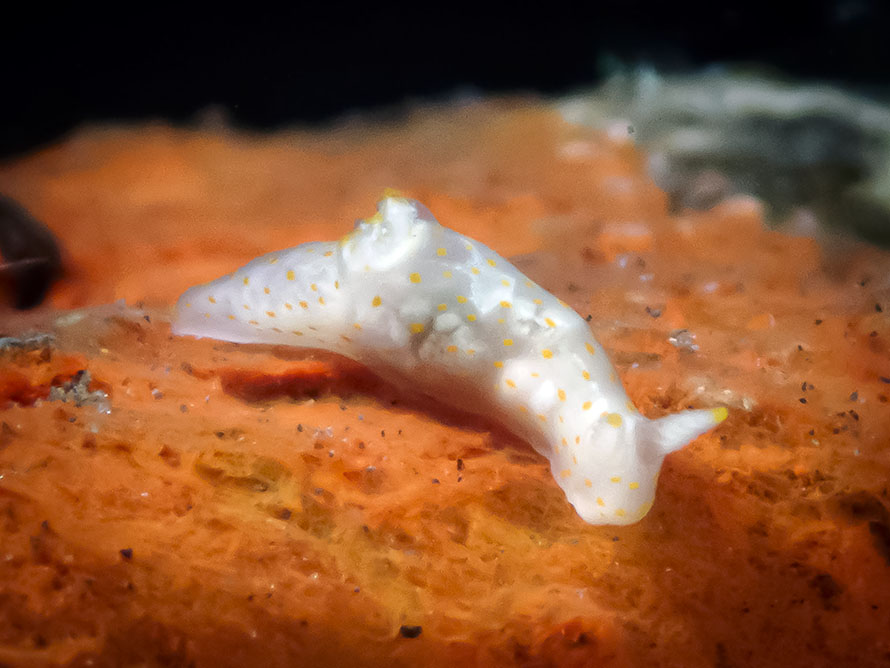 Gymnodoris sp. ZB