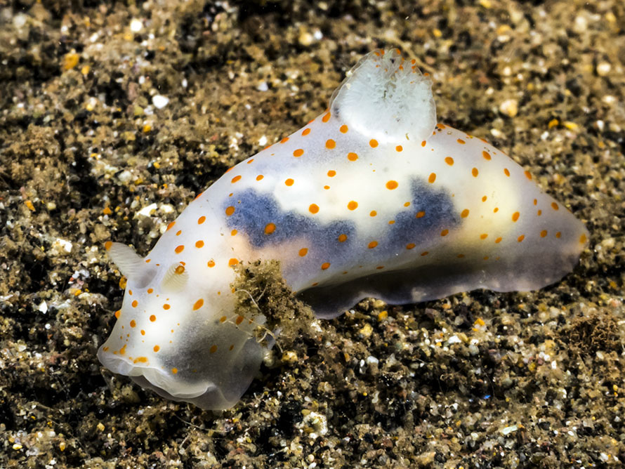 Gymnodoris sp. ZC