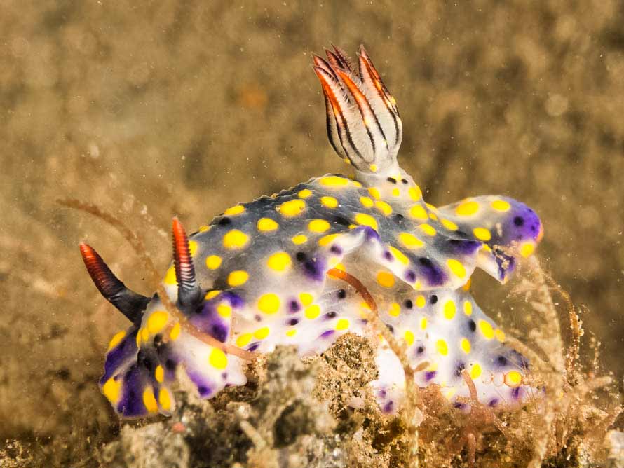 Hypselodoris confetti