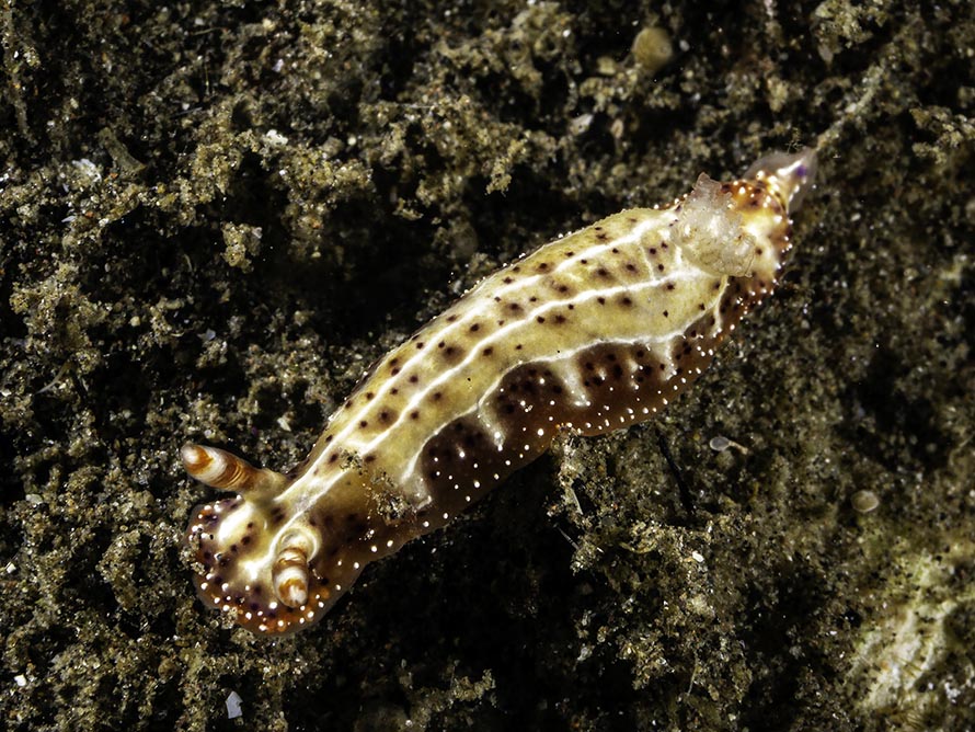 Hypselodoris decorata