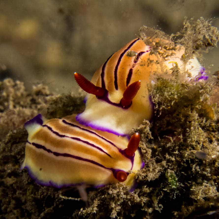 Hypselodoris emma
