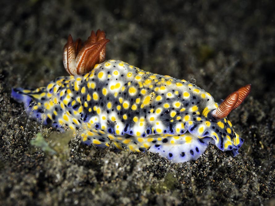 Hypselodoris infucata