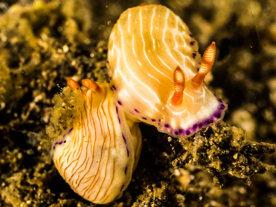 Hypselodoris katherinae