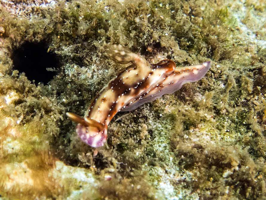 Hypselodoris krakatoa