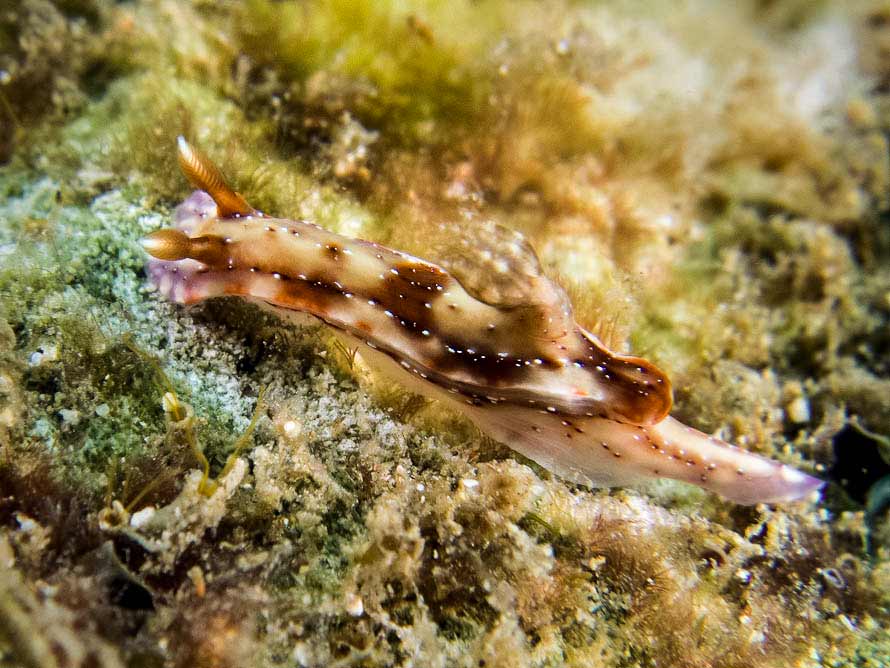 Hypselodoris krakatoa