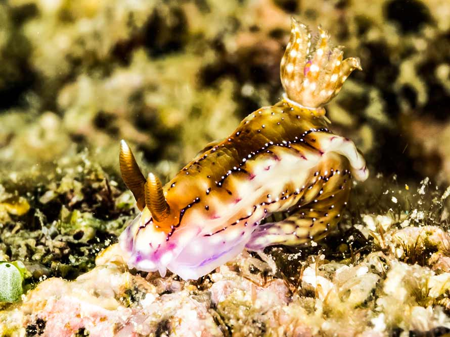 Hypselodoris krakatoa