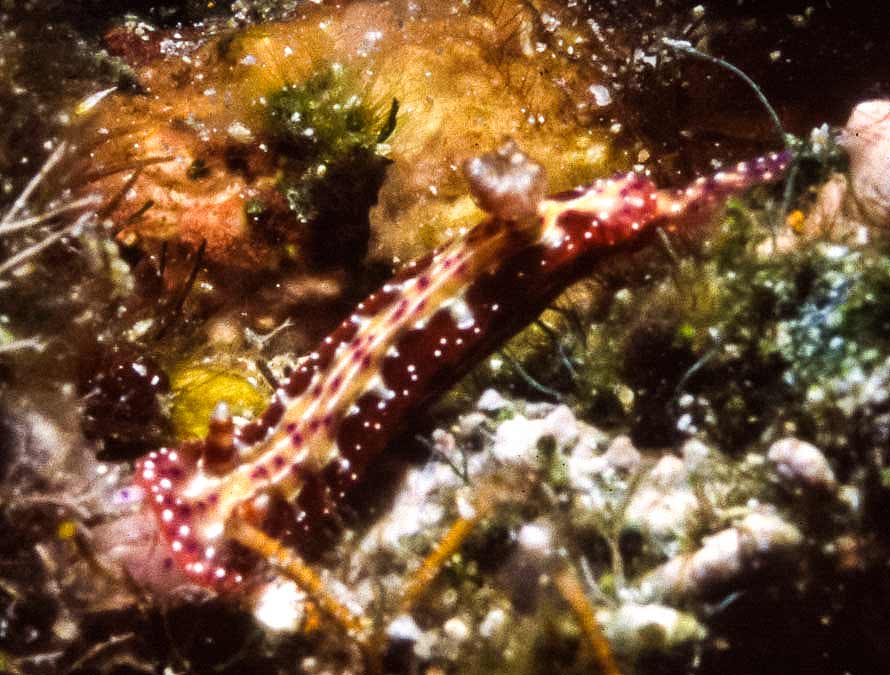 Hypselodoris maculosa