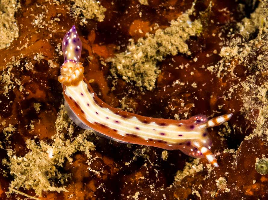 Hypselodoris maculosa