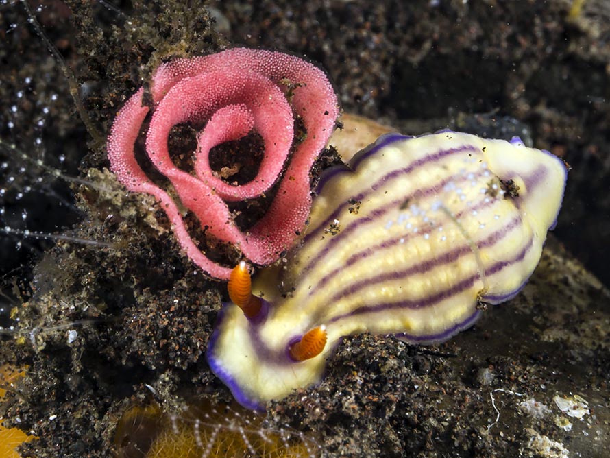 Hypselodoris maridadilus