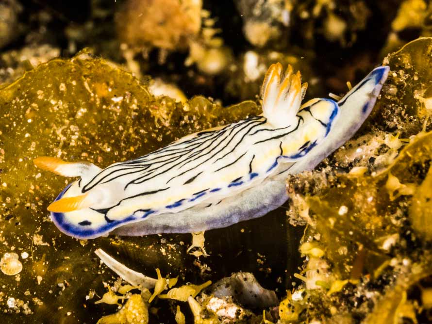 Hypselodoris maritima